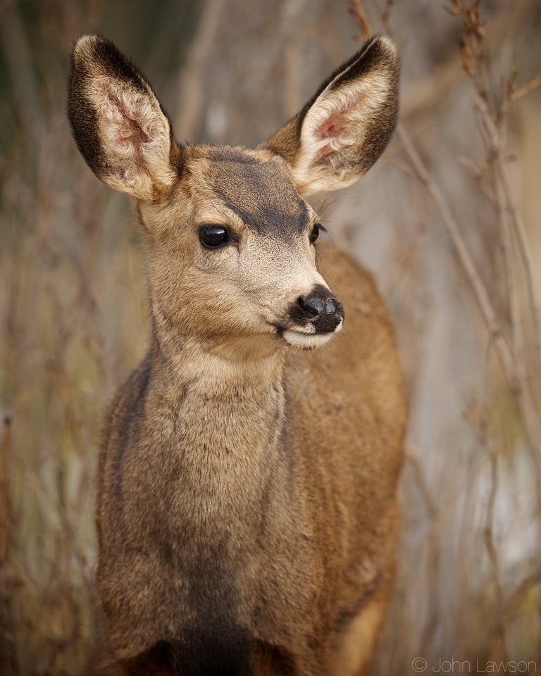 Mule Deer (4) 400mm f2.8E FL @ f2.8