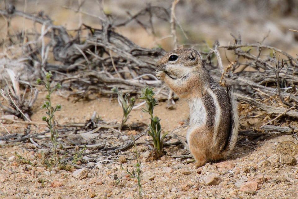 Nikon 300mm f4E FL VR Sample Images (13)