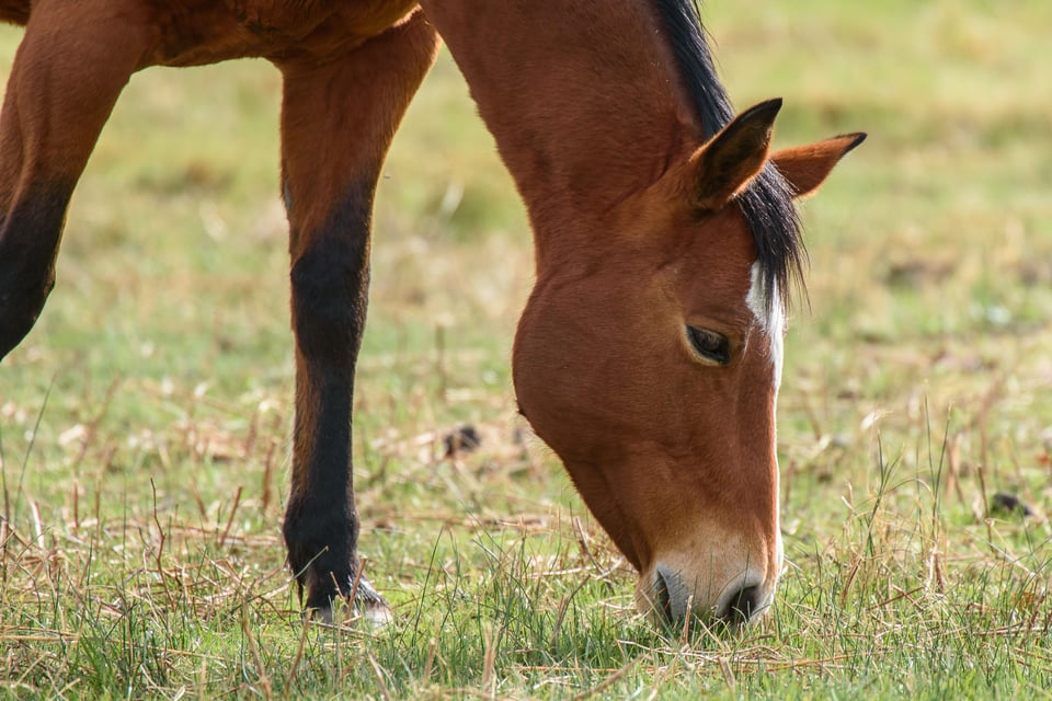 Nikon 300mm f4E FL VR Sample Images (14)