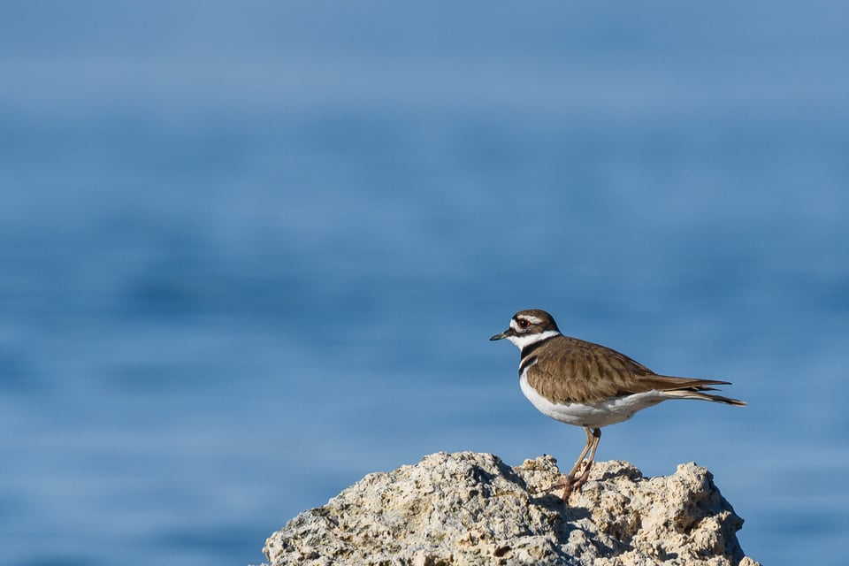 Nikon 300mm f4E FL VR Sample Images (20)