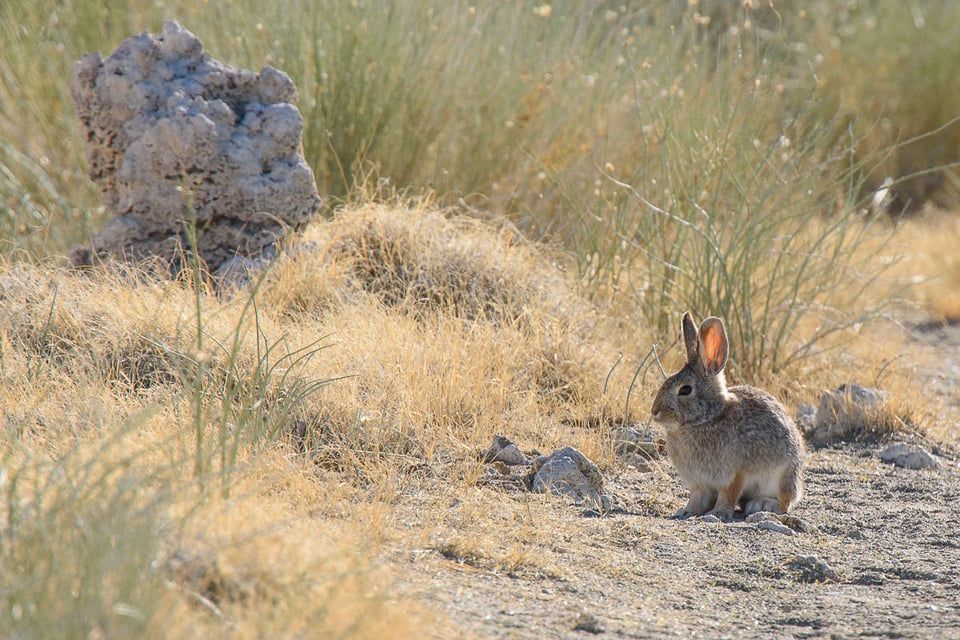 Nikon 300mm f4E FL VR Sample Images (22)