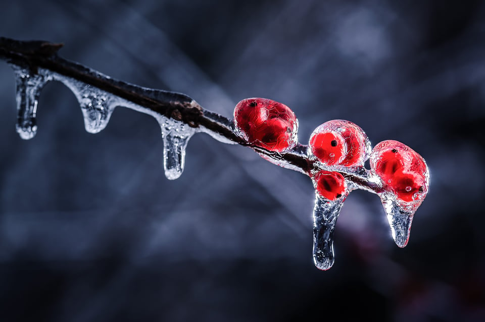 Macro Photography of a Plant in Winter