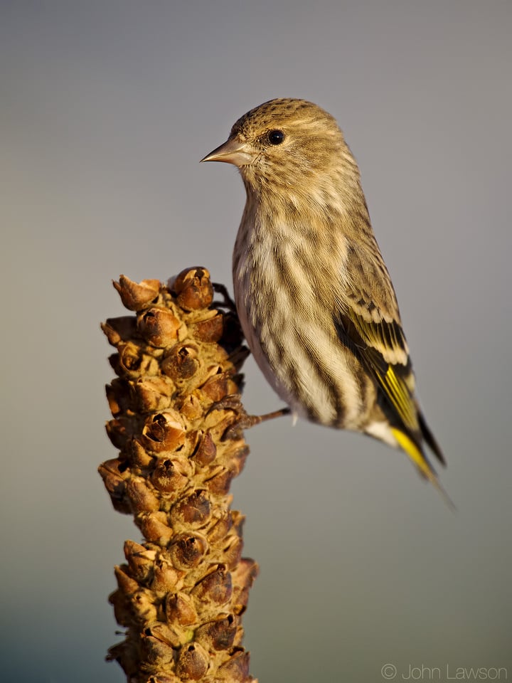 Pine Siskin 400mm f2.8E FL + TC-20E III @ f8