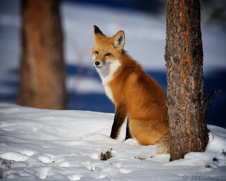 Red Fox (1) 400mm f2.8E FL + TC-14E III @ f5.6