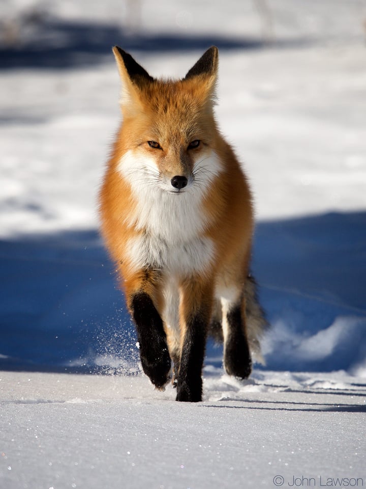 Red Fox (2) 400mm f2.8E FL + TC-14E III @ f8