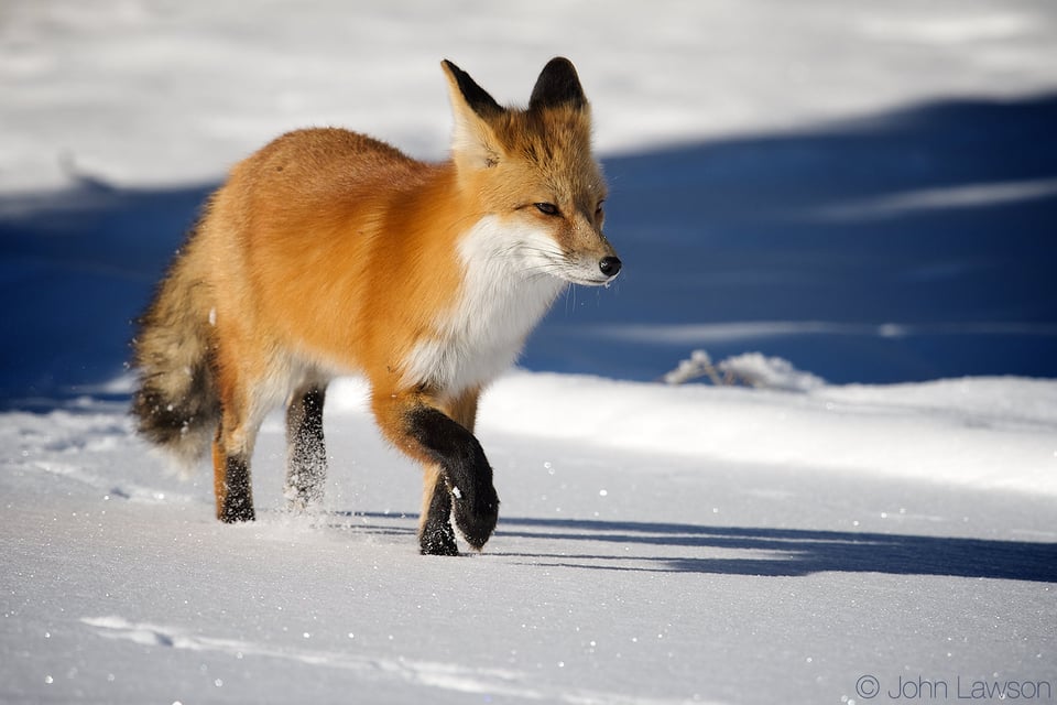 Red Fox (3) 400mm f2.8E FL + TC-14E III @ f8