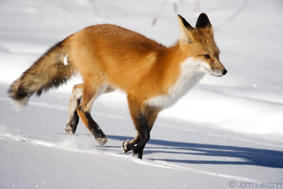 Red Fox (5) 400mm f2.8E FL + TC-14E III @ f8