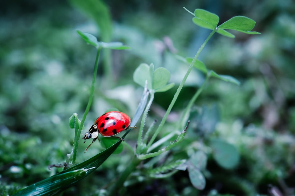 Ladybug Macro Picture Ladybug Macro Picture