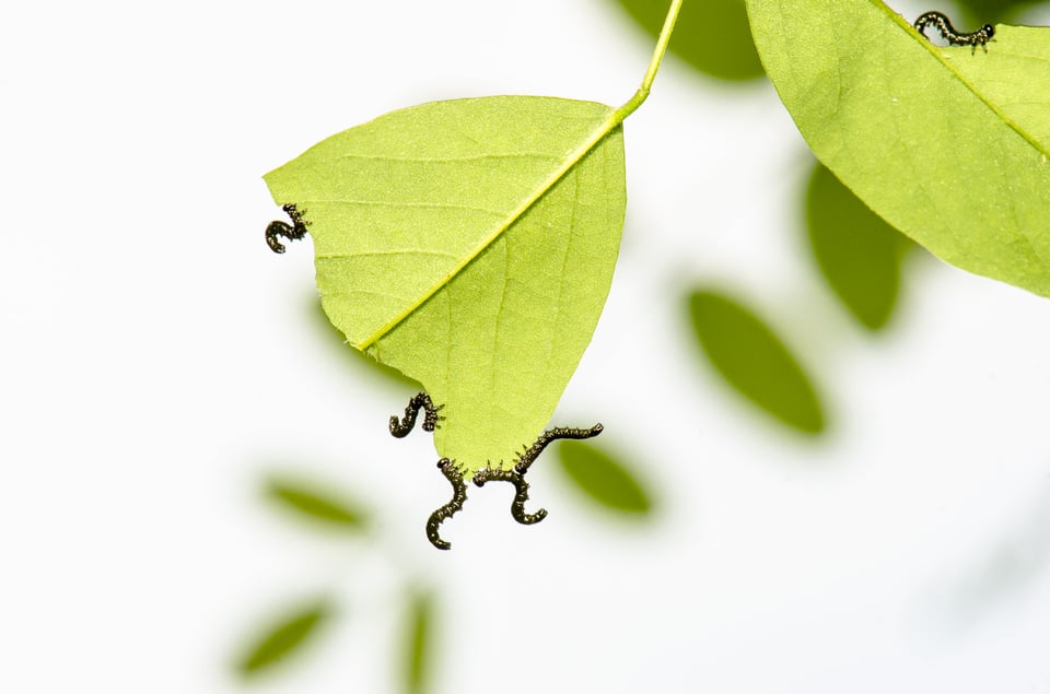 Baby Caterpillars Baby Caterpillars