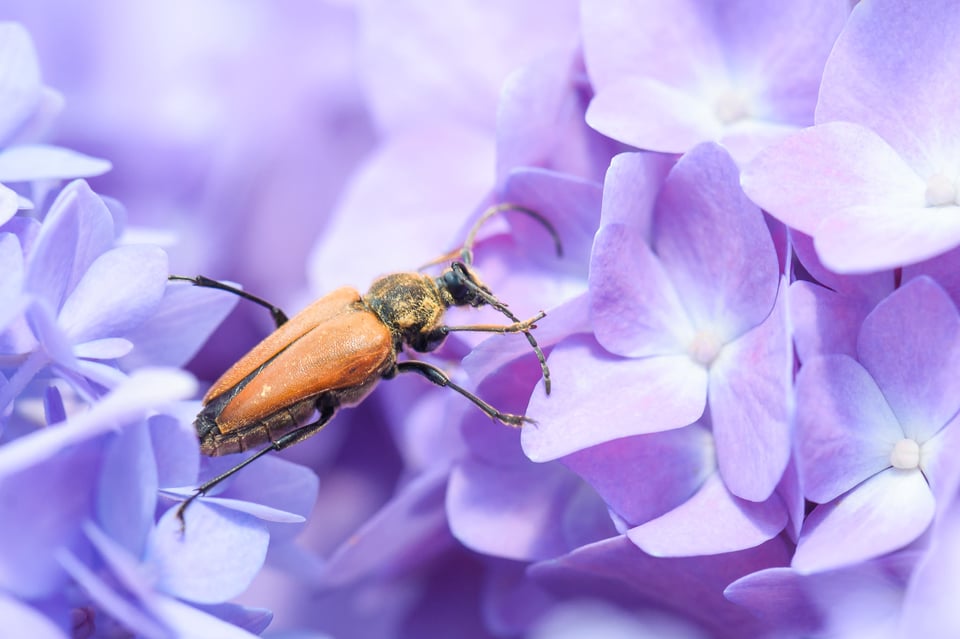 This macro photo shows an orange beetle walking from one purple flower to another.