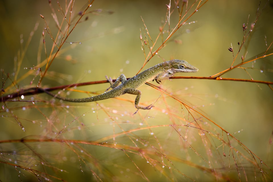 The Plant with the Lizard