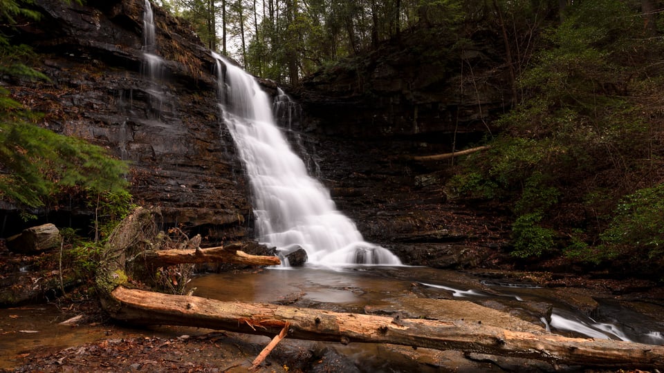 Tree Falls Tree Falls