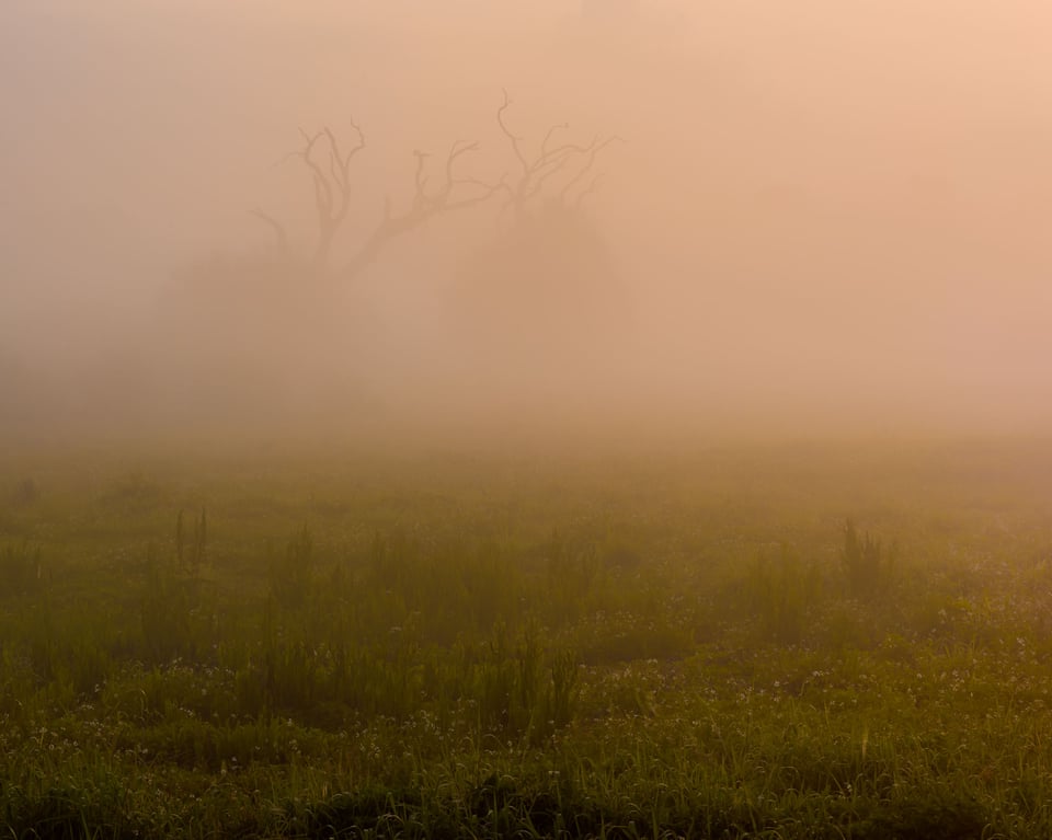 Tree and Mist Tree and Mist