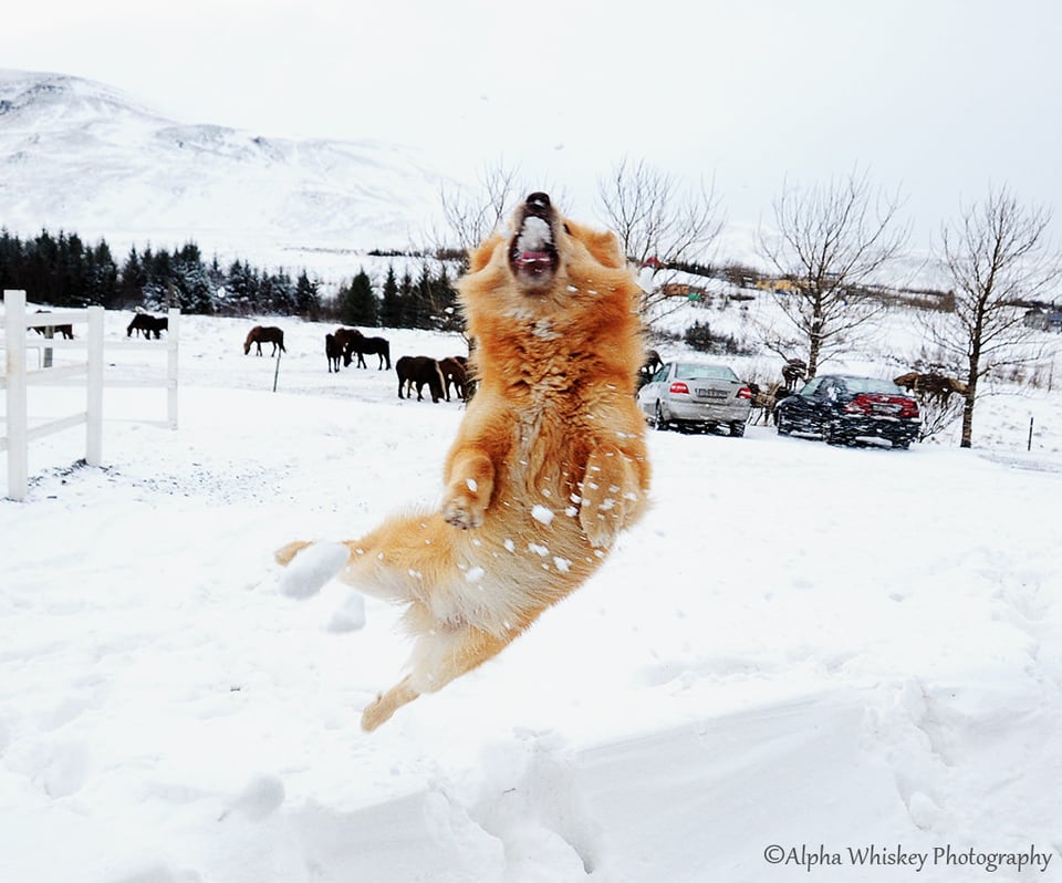 12 Dog Catcher Iceland