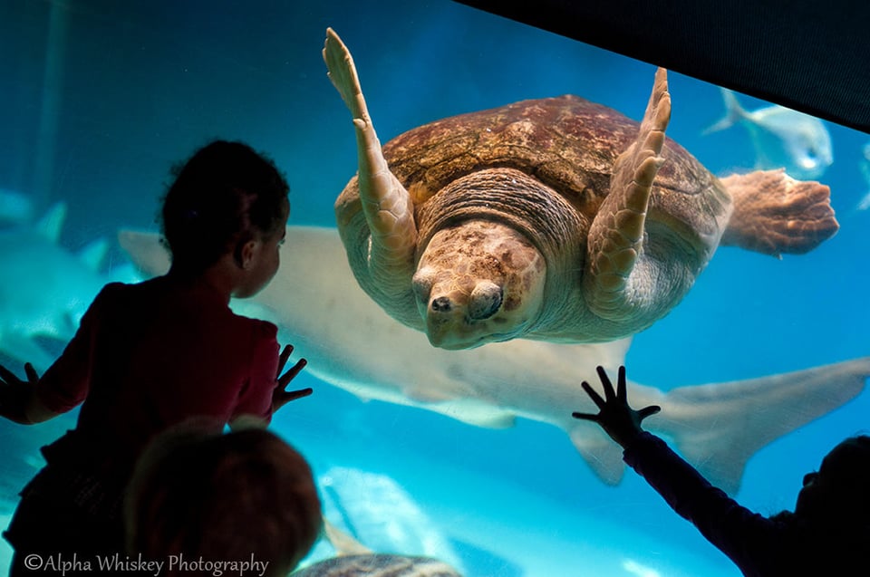 5 Turtle, New York 5 Turtle, New York