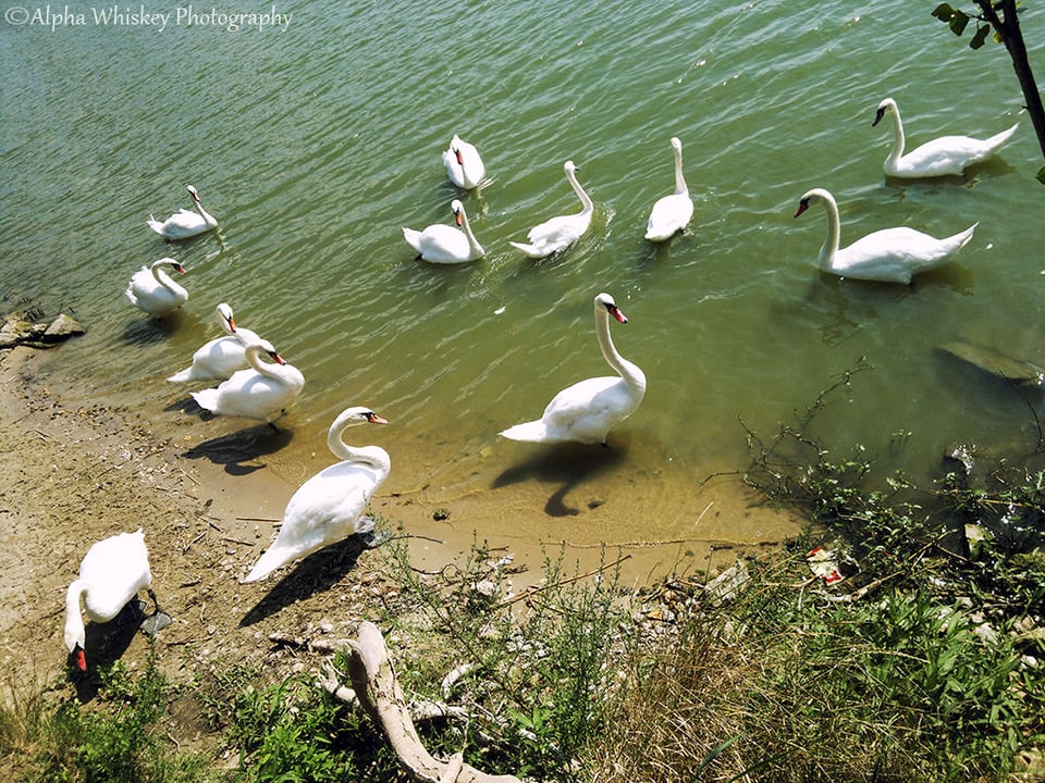 9 Swanning in Slovakia