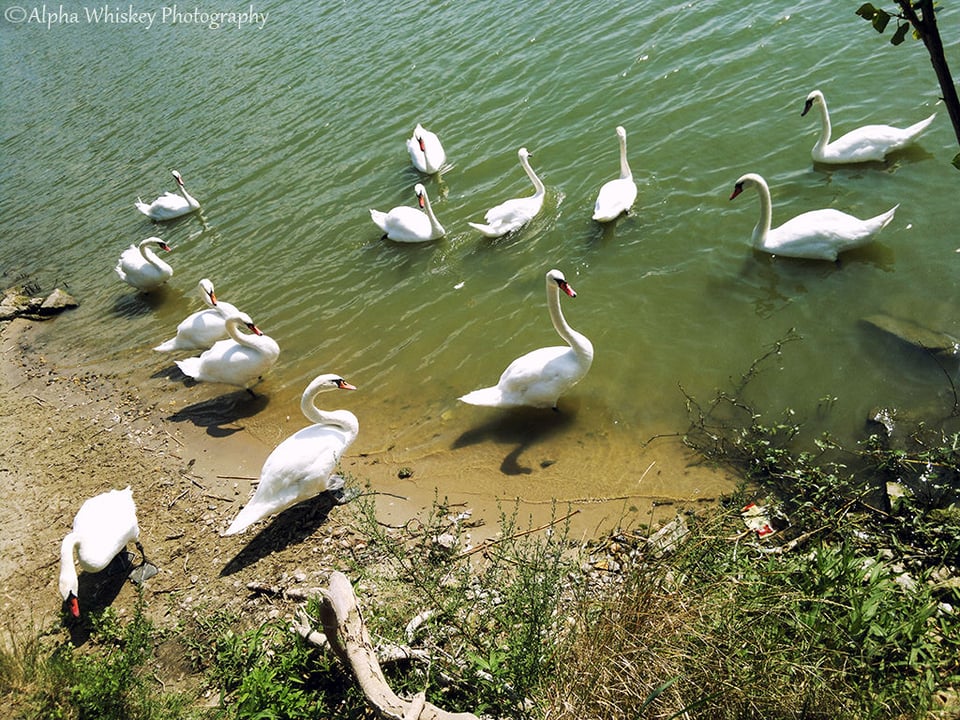 9 Swanning in Slovakia 9 Swanning in Slovakia