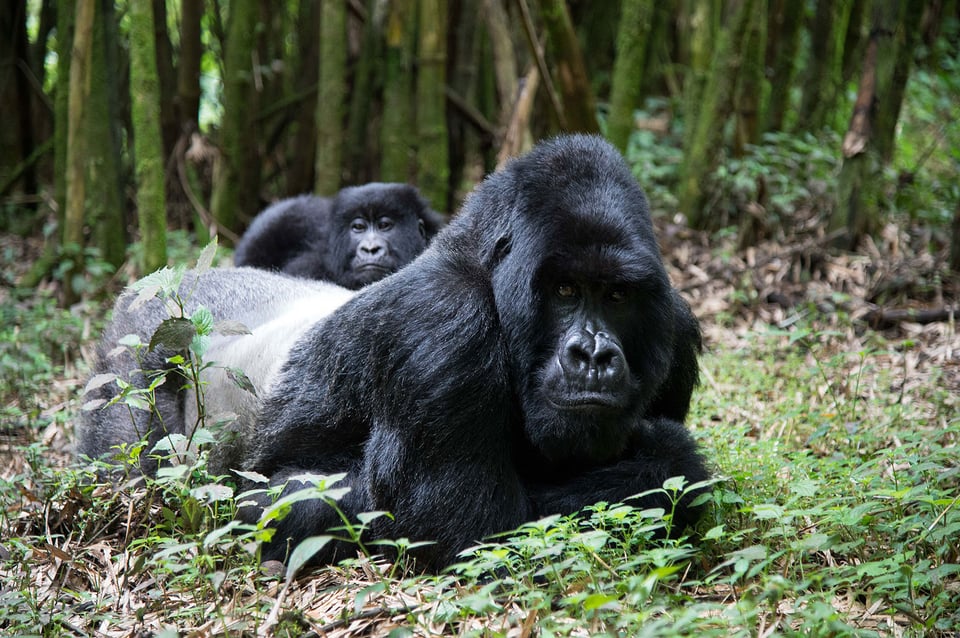 Gorilla Photography (11)