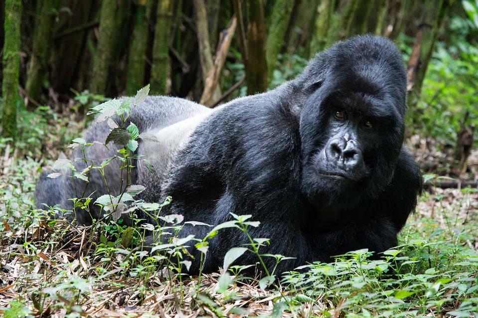 Gorilla Photography (12)