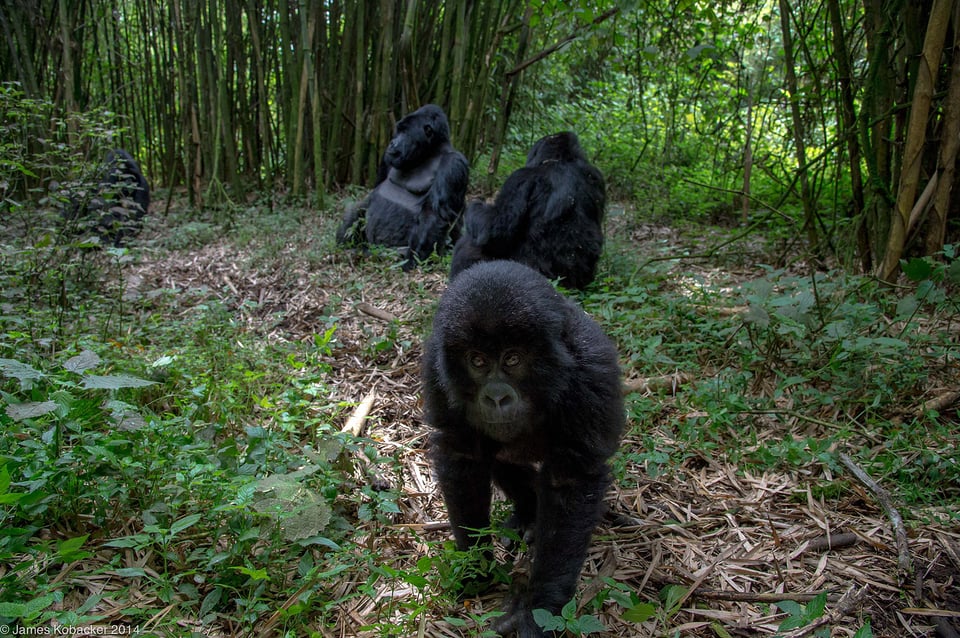 Gorilla Photography (13)