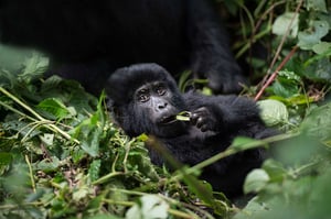 Gorilla Photography (8)