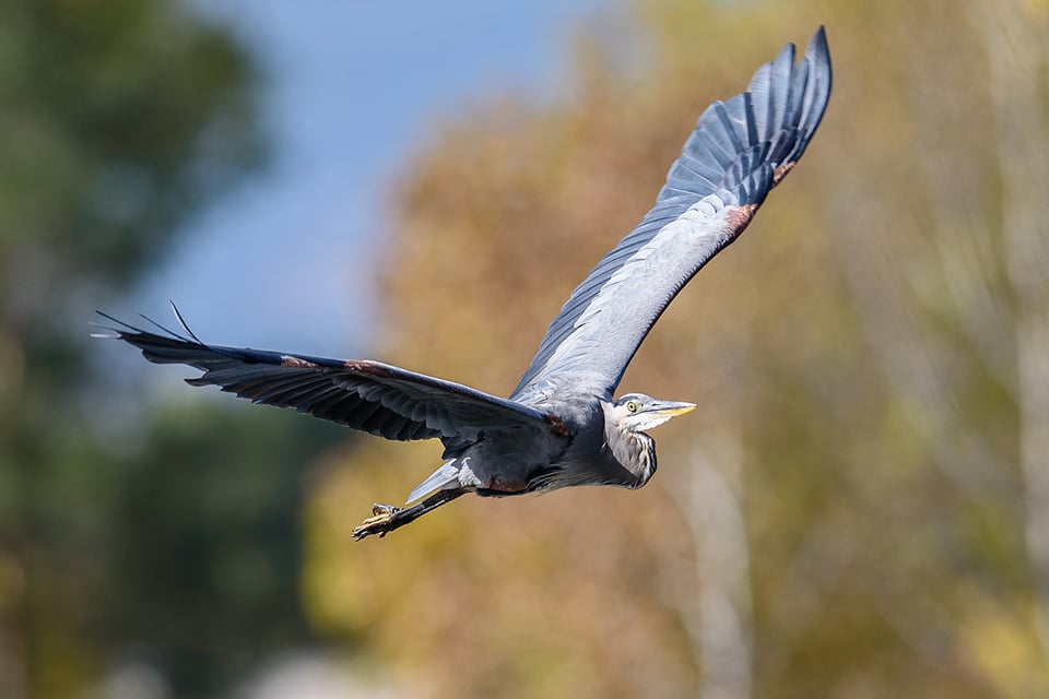 Great Blue Heron in Flight