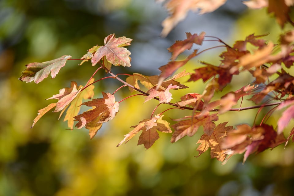 Nikon 400mm f2.8E VR Bokeh