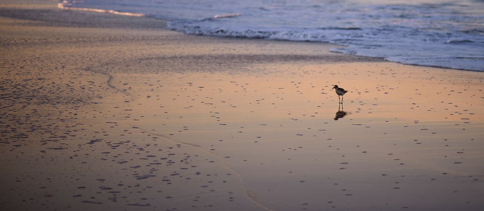 Sand Piper Sand Piper