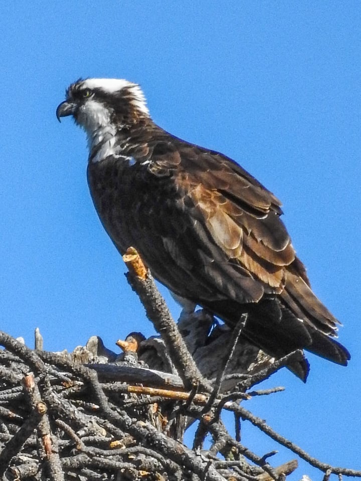 Verm-2000mm-osprey-P900-1920