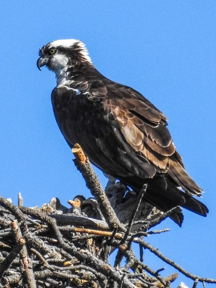 Verm-4000mm-osprey-P900-1925