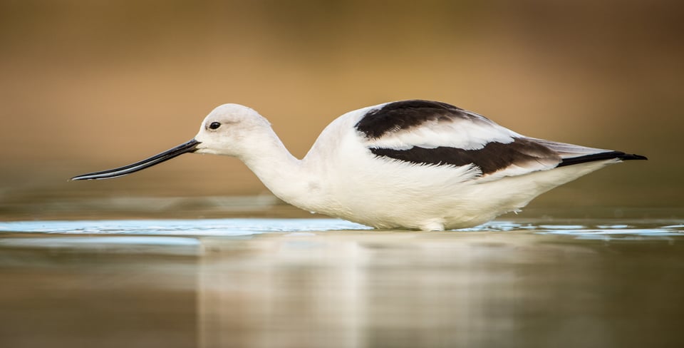 Verm-Avocet-Gilbert-7630