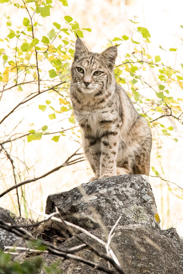 Verm-Bobcat-Madera-Cyn-4978-Edit-Edit Verm-Bobcat-Madera-Cyn-4978-Edit-Edit