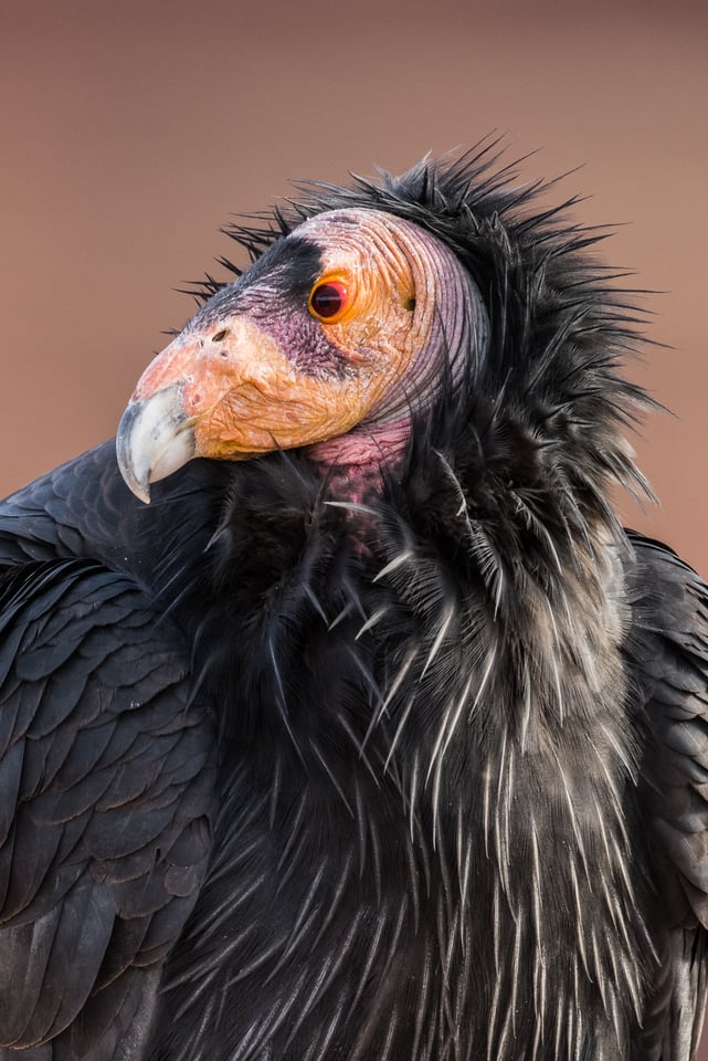 Verm-California-Condor-Navajo-Bridge-1366 Verm-California-Condor-Navajo-Bridge-1366