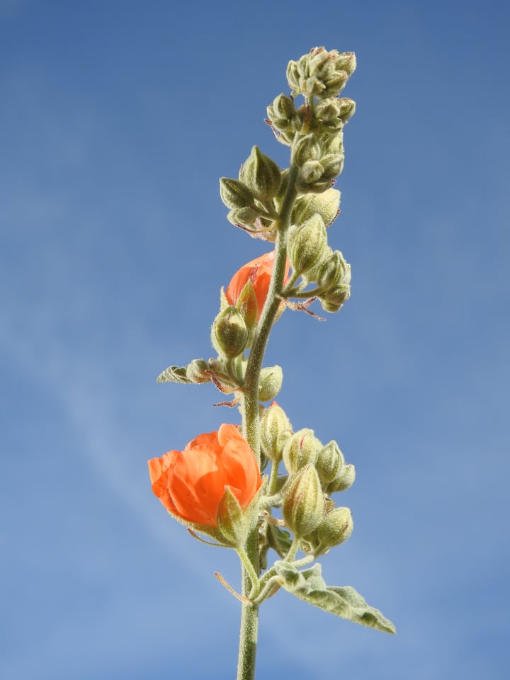 Verm-Globemallow-P900-3522