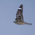 Verm-Lesser-Nighthawk-Dripping-Springs-9033