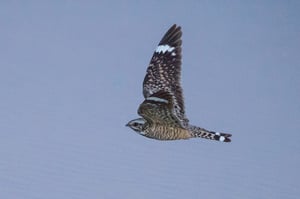 Verm-Lesser-Nighthawk-Dripping-Springs-9033