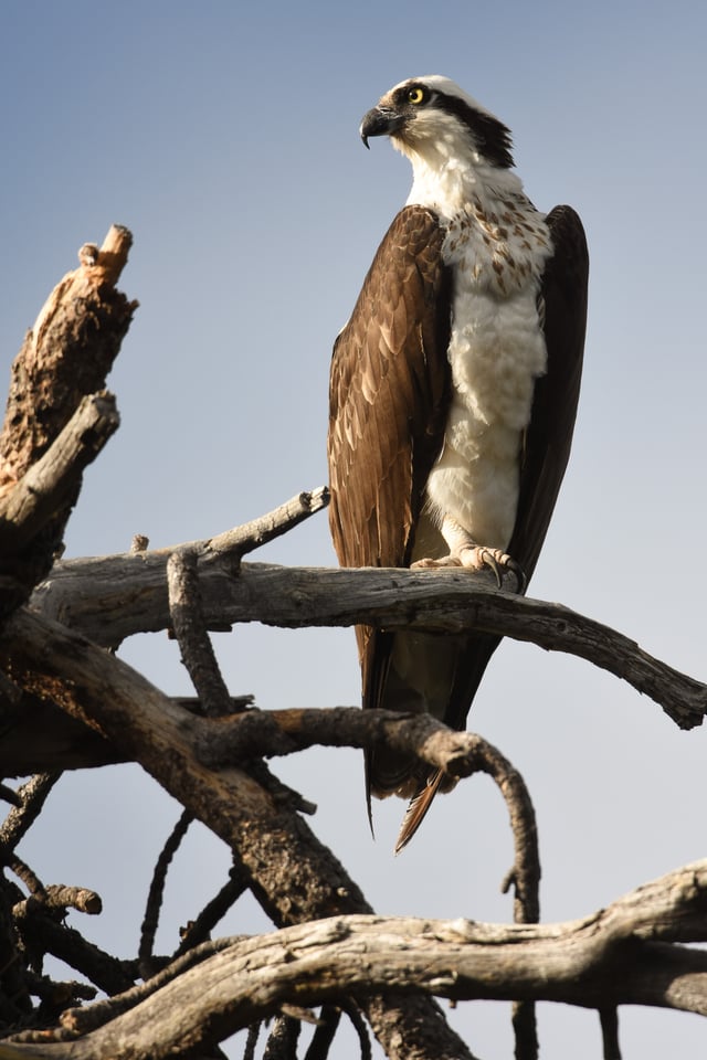 Verm-Osprey-D7200-9155 Verm-Osprey-D7200-9155