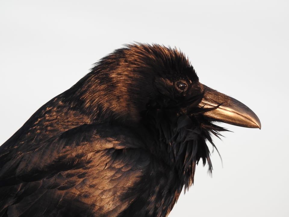 Verm-Raven-headshot-P900-0050 Verm-Raven-headshot-P900-0050