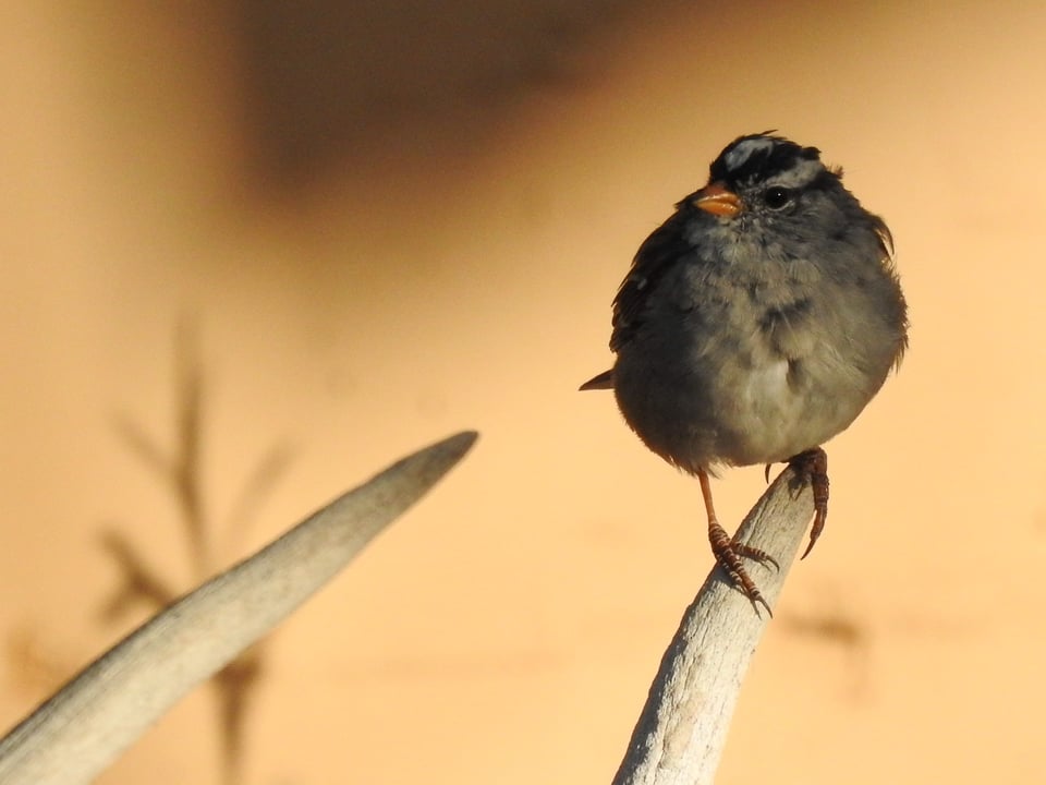 Verm-White-crowned-Sparrow-P900-1615 Verm-White-crowned-Sparrow-P900-1615