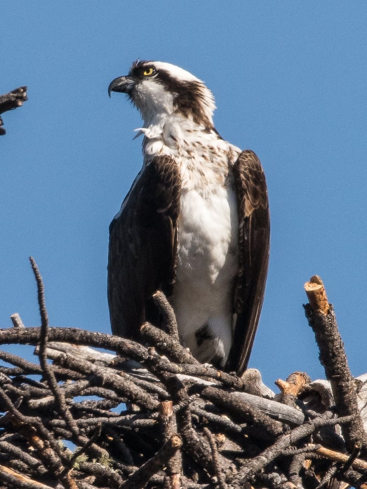 Verm-cropped osprey-1.4x800-D810-7706