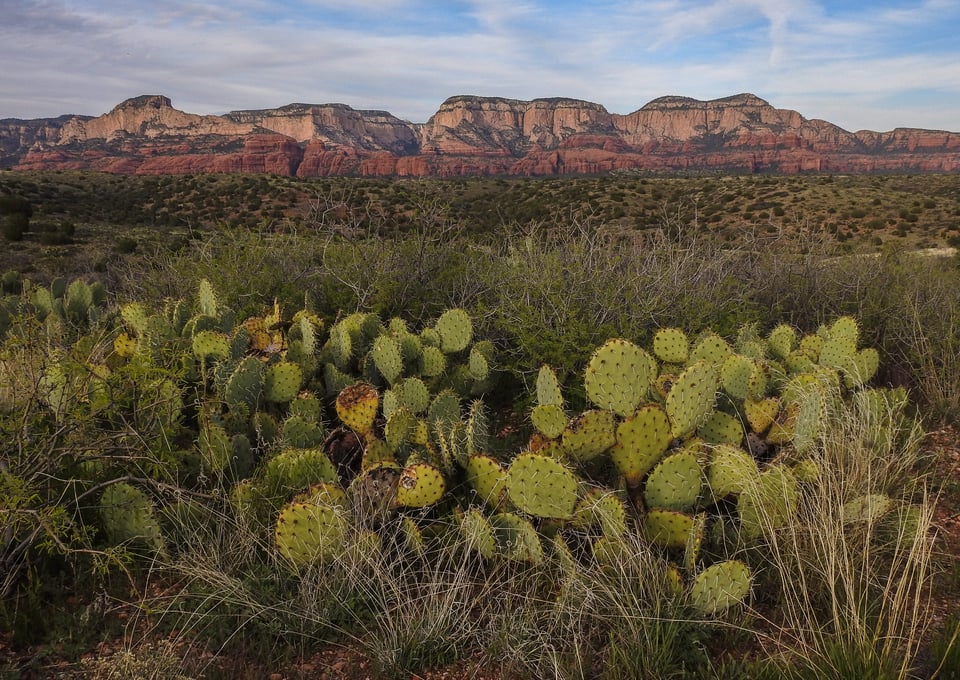 Verm-prickly-pear-scenic-P900-3125 Verm-prickly-pear-scenic-P900-3125