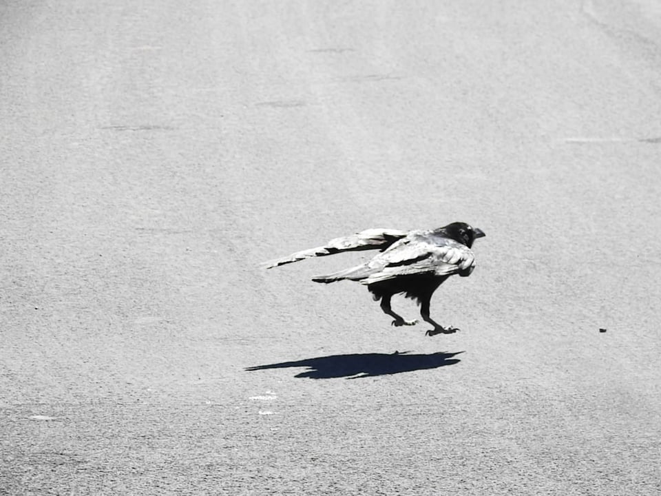 Verm-raven-hop-P900-1039 Verm-raven-hop-P900-1039