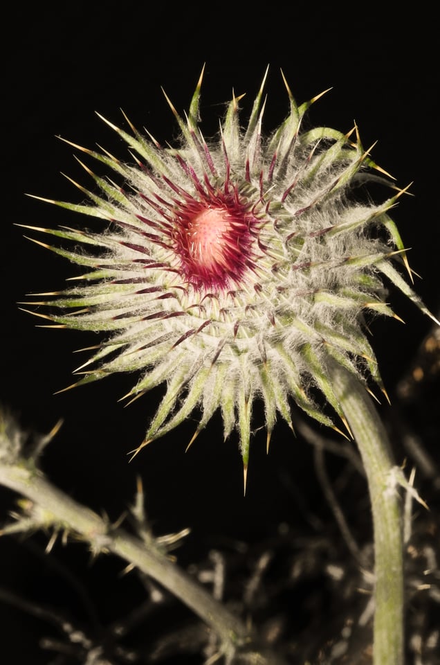 Verm-thistle-P900-3539