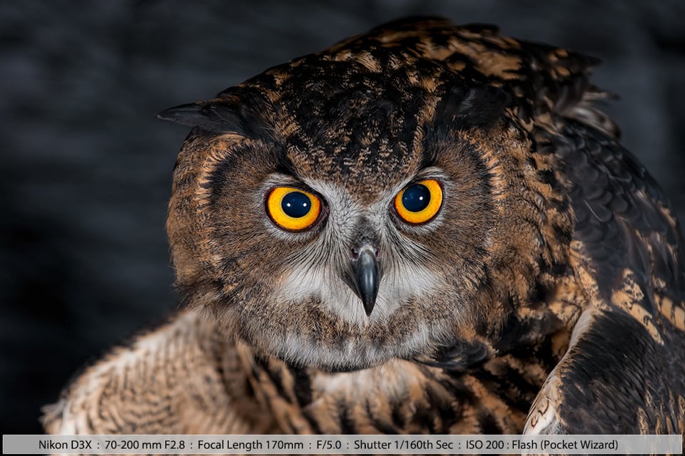 Eurasian Eagle Owl at Night