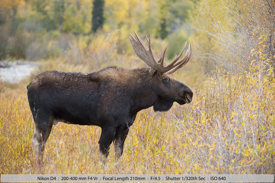 Bull Moose Snake River Grand Tetons