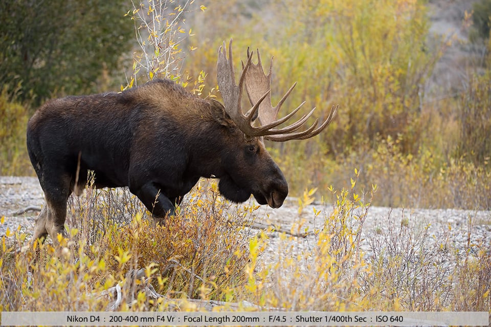 Bull Moose Snake River Grand Tetons