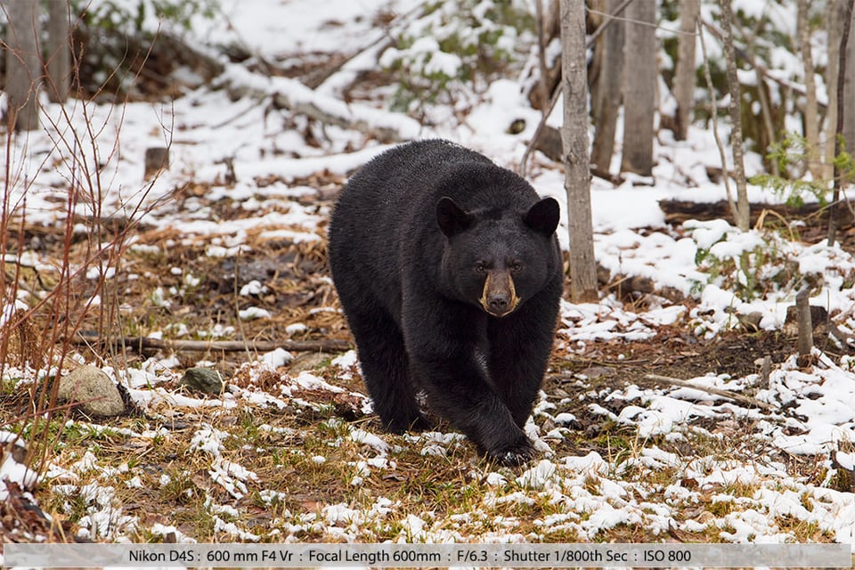 Male black bear Approaching in Snow
