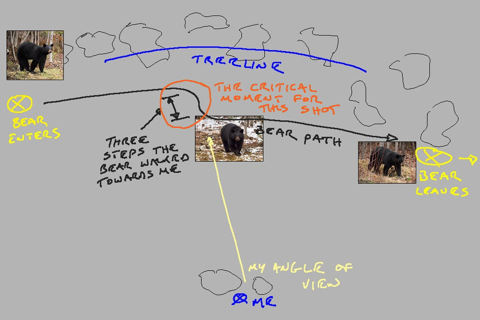Diagram of Bear Path Taken