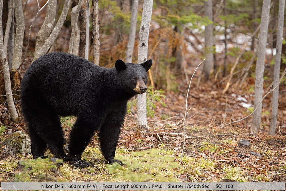 Black bear Early April