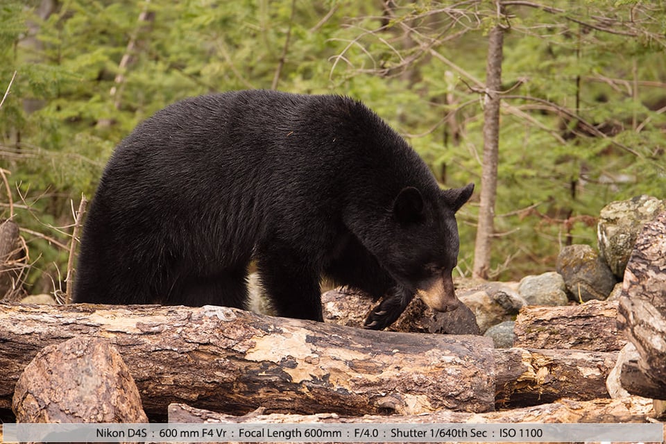 Black bear Foraging for Food